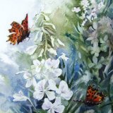 White Willow Herb & Butterflies (sold)