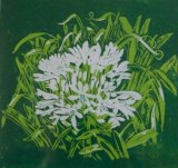 Janet Waters:<br><I>Agapanthus (White)</I>