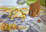 Janet Waters:<br><I>Iguana, Galapagos Islands</I>