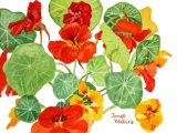 Janet Waters:<br><I>Nasturtiums</I>