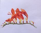 Janet Waters - In my garden - Crocosmia 1