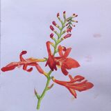 Janet Waters - In my garden - Crocosmia 2