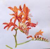 Janet Waters - In my garden - Crocosmia 3