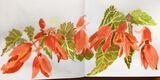 Janet Waters - In my garden - Trailing Begonia
