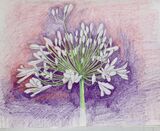 Janet Waters - In my garden - White Agapanthus