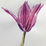 Janet Waters - Tulip
