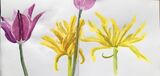 Janet Waters - Tulips and Irises