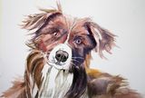 Janet Waters:<br><I>Border Collie Dog</I>