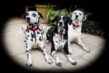 Pet Photography Shoot