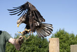 Day out at The Raptor foundation