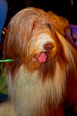 Cobholm Community Dog Show