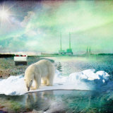 A Plea for The Animals The Arctic