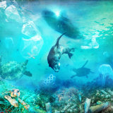 A Plea for the Animals The Ocean