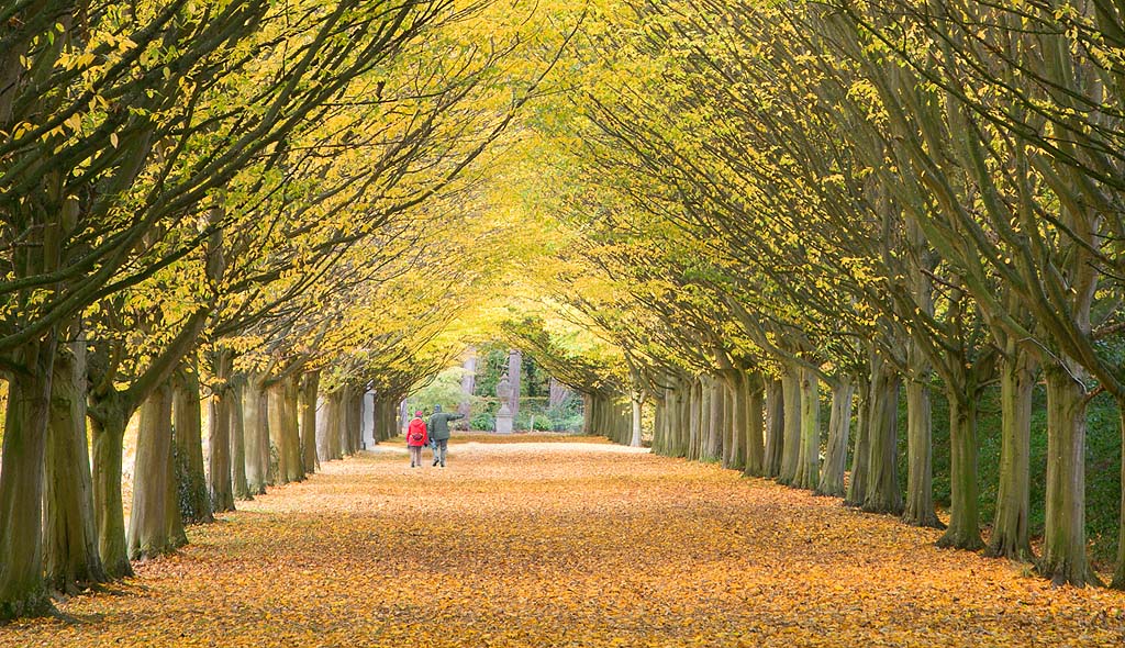 Autumn Avenue