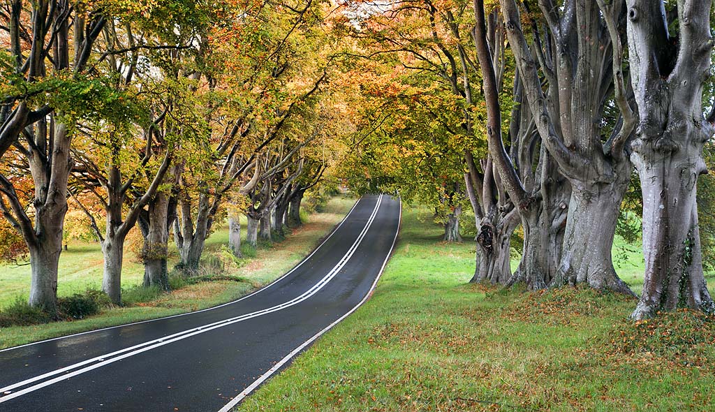 Beech Avenue Autumn