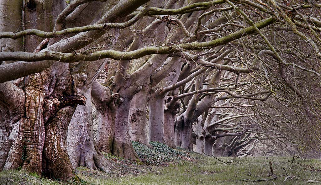 Beech Trees at Kingston lacey