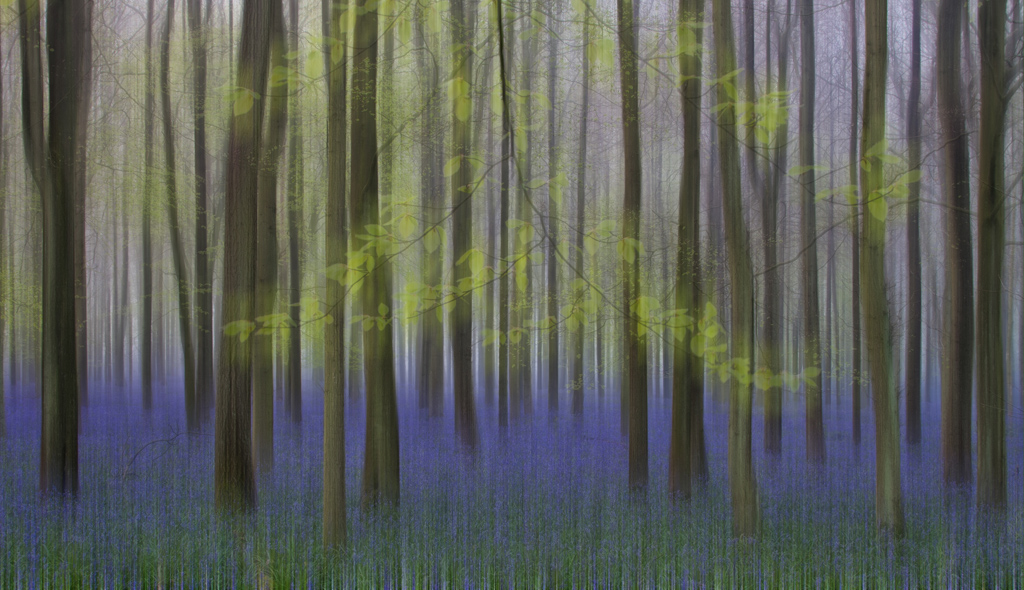 Bluebell Wood
