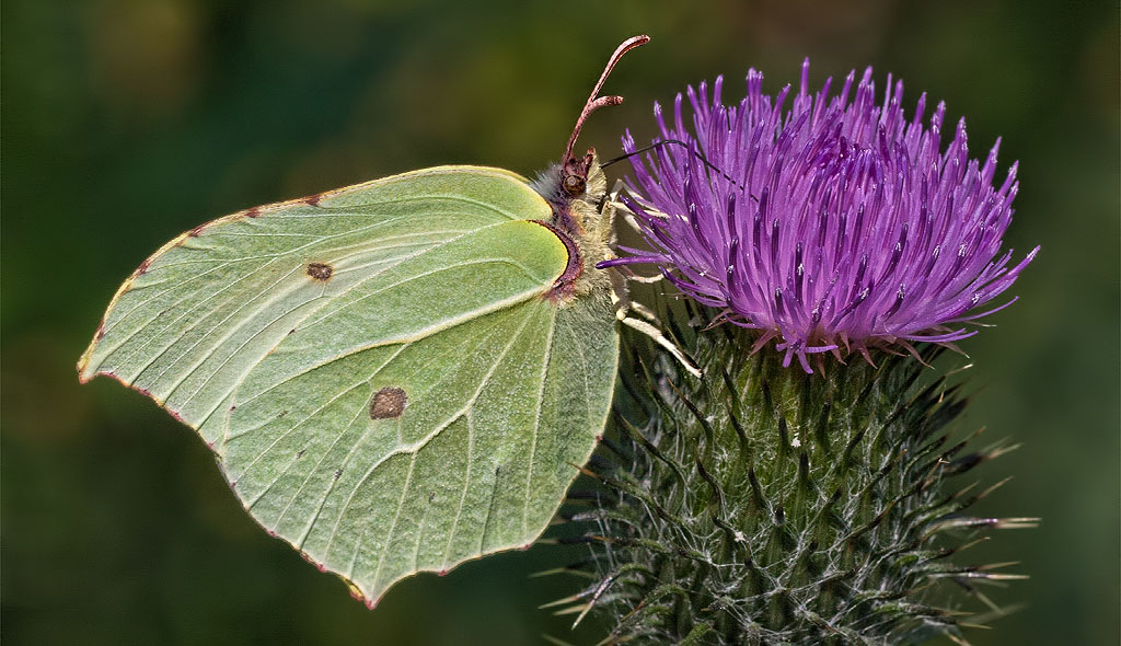Brimstone Butterfly