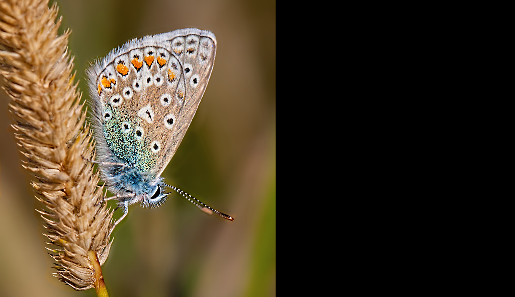 Chalkhill Blue-Butterfly