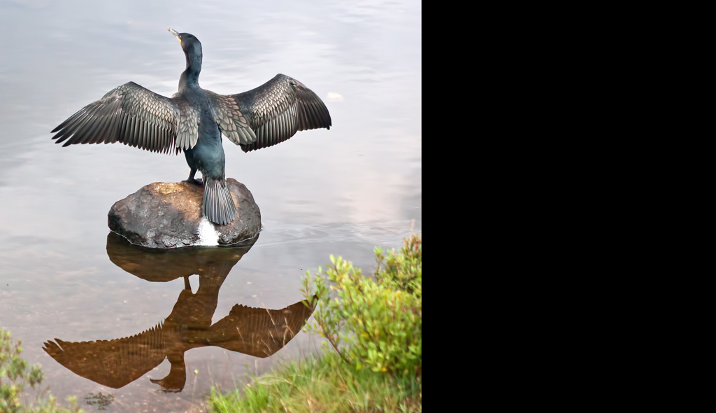 Cormorant