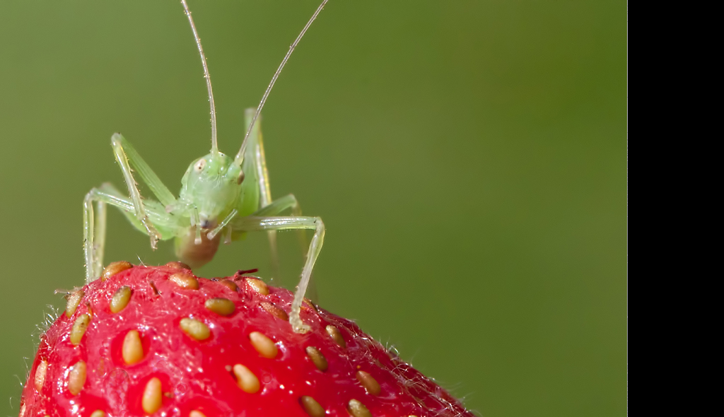 Cricket on Strawberry