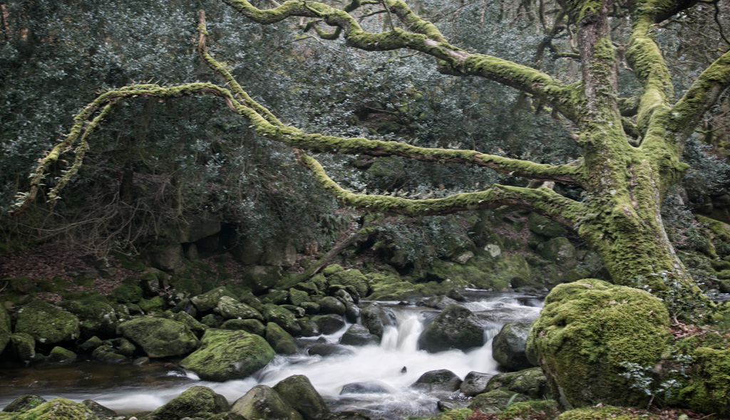 Dewerstone Wood Dartmoor