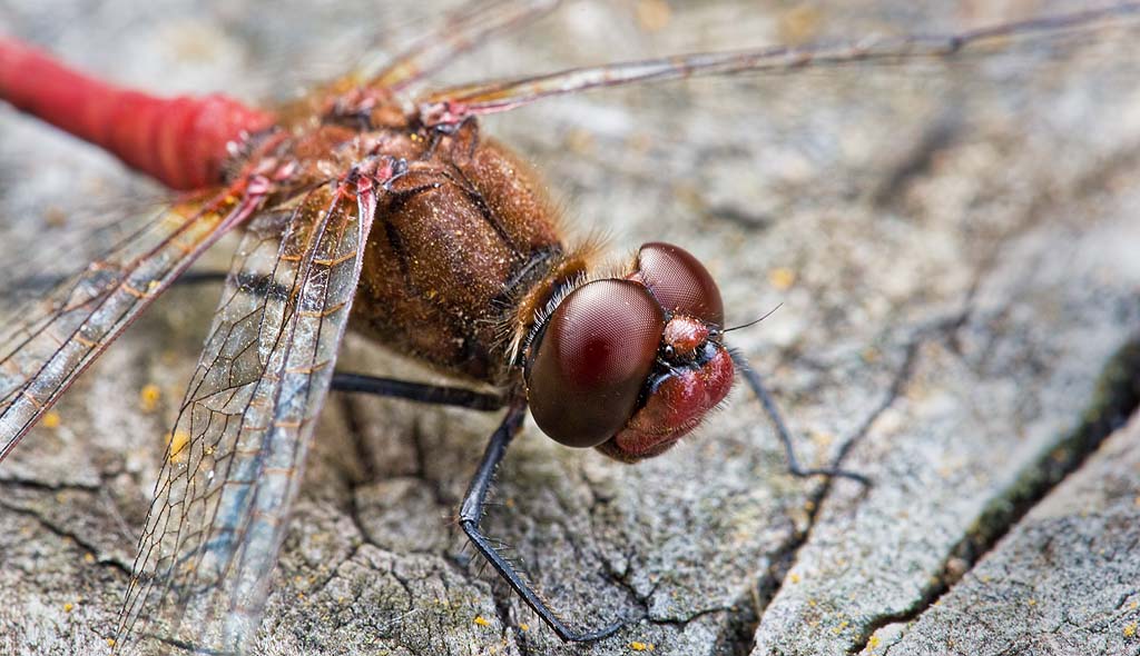 Dragon Fly