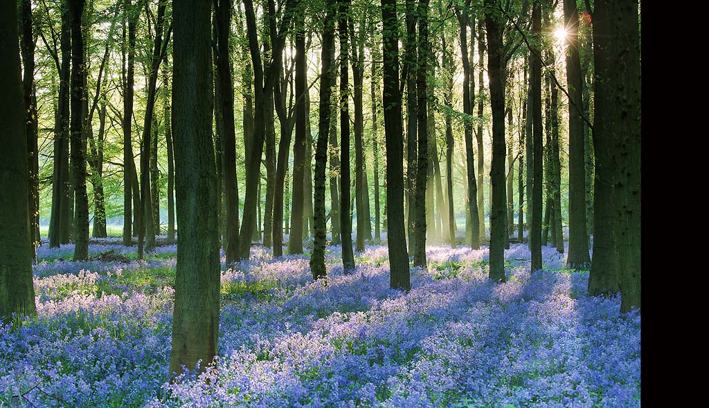 Early Morning Light and Bluebells