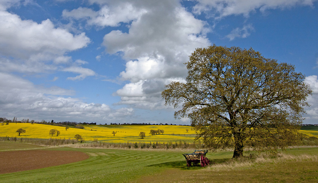 Essex Fields