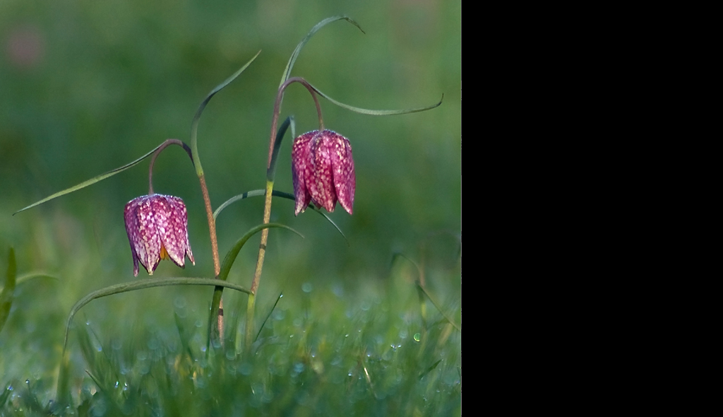 Fritillaries