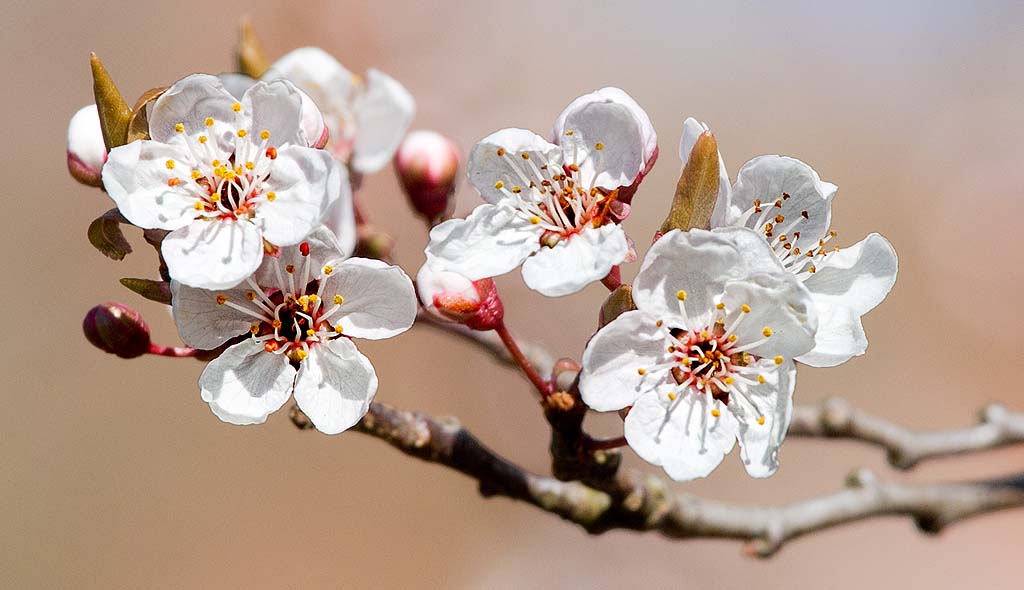 Harbinger of Spring