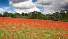 Heligan Poppy Field Cornwall