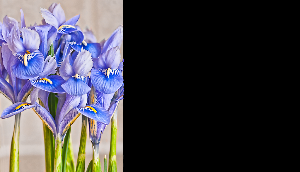 Irises
