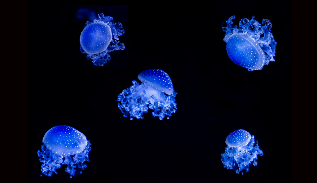 Jellyfish Plymouth Aquarium