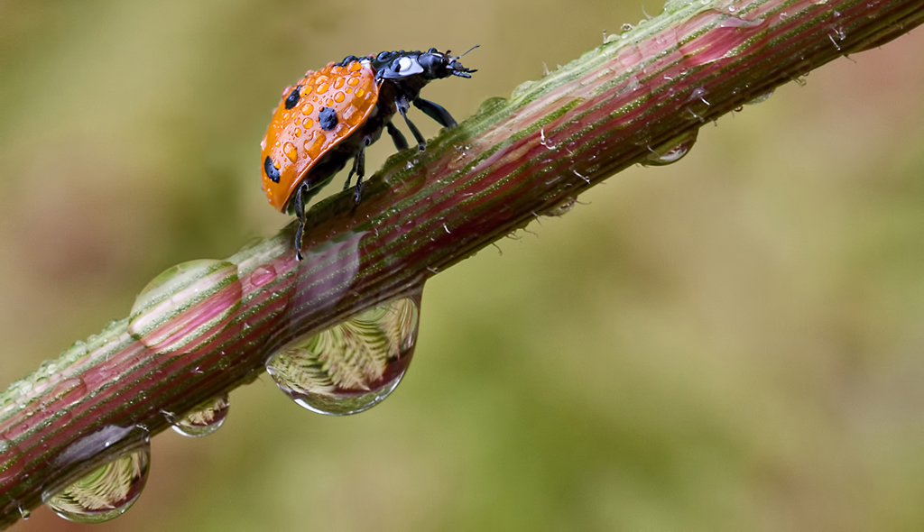 Ladybird and Ferns