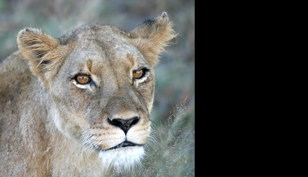 Lioness