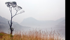 Lone Tree Buttermere