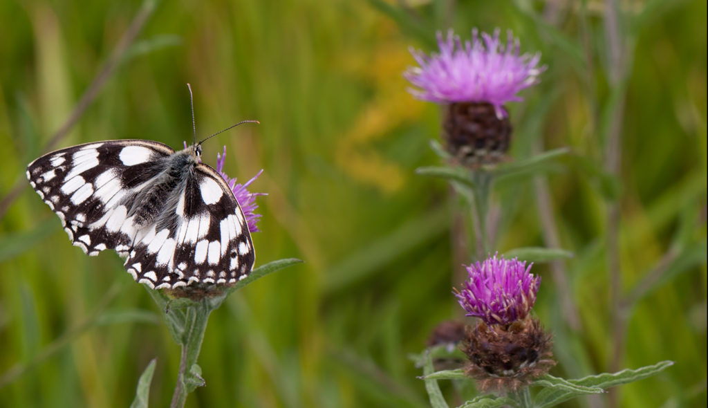 Marbled White Butterfly