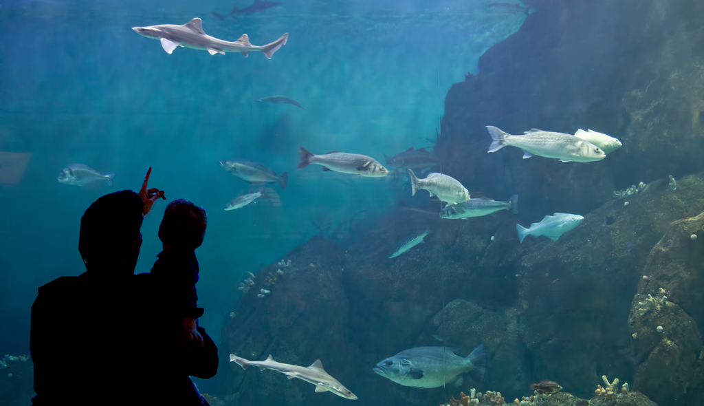Plymouth Aquarium