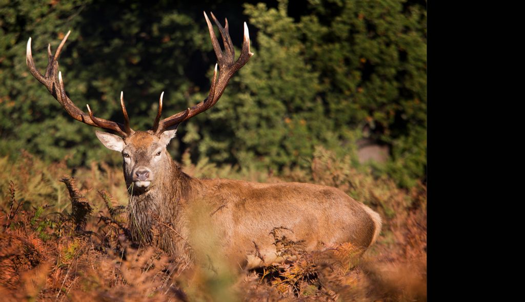 Red Deer Stag Richmond Park