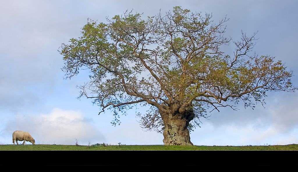 Sheep and Tree