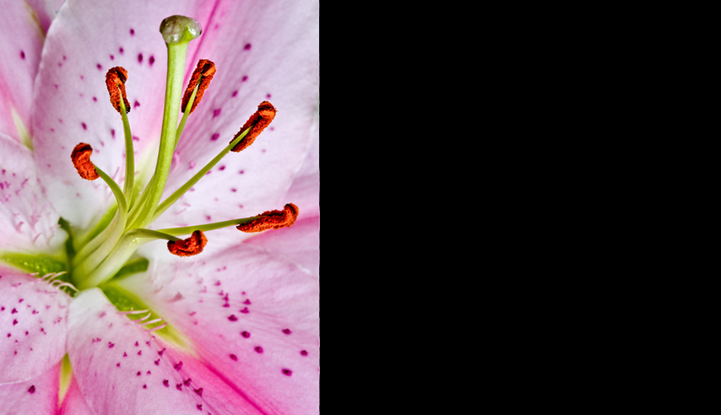 Stargazer Lily