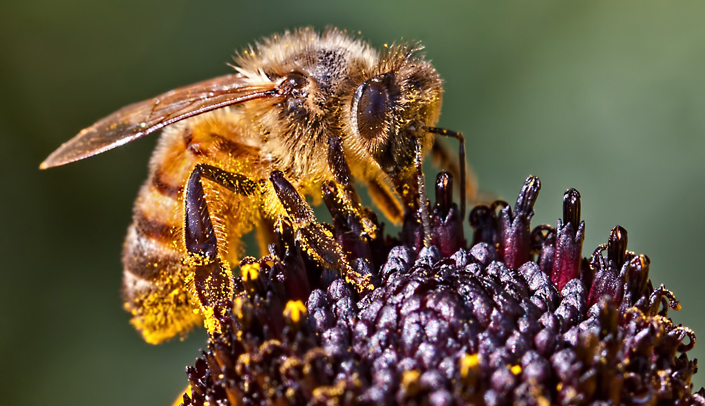The Bee