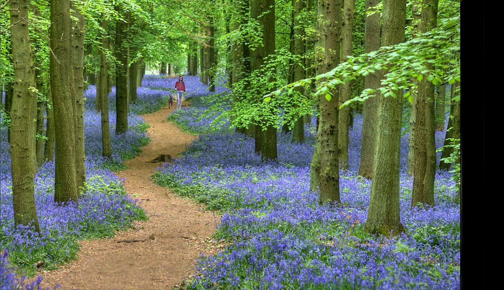 The Bluebell Forest