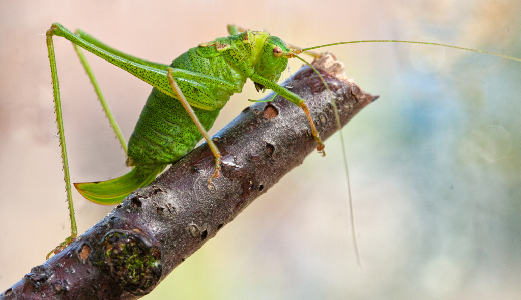 The Cricket