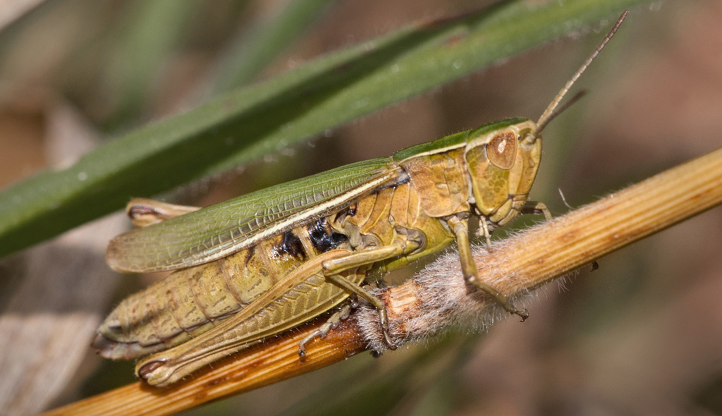 The Grasshopper