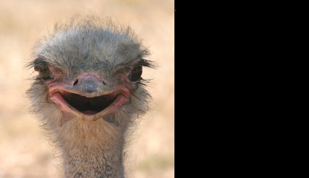 The Ostrich