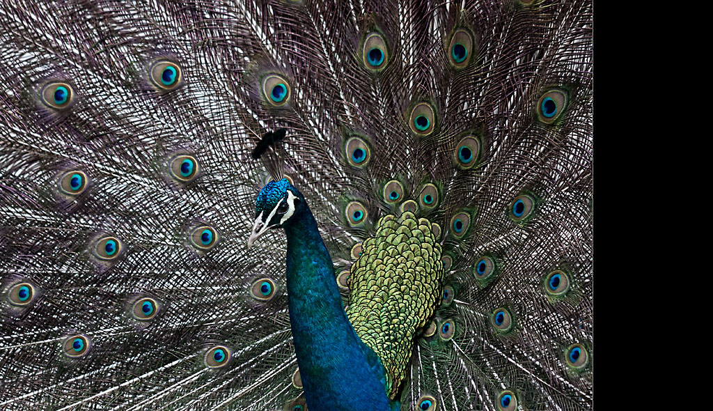 The Peacock