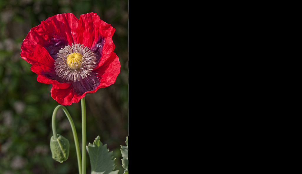 The Poppy