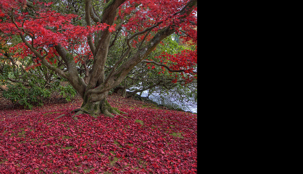 The Red Tree